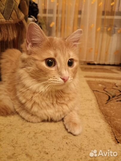 Кошка-смесь с бенгалом
