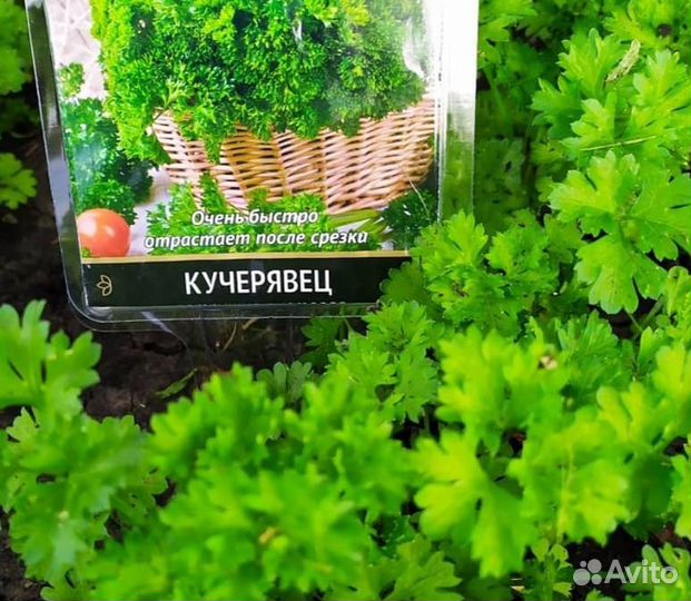 Садовая рамка «незабудька»