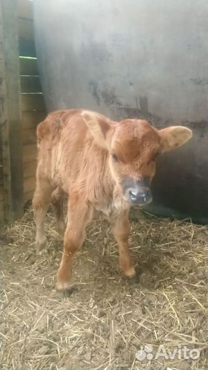 Телочка 2 недели