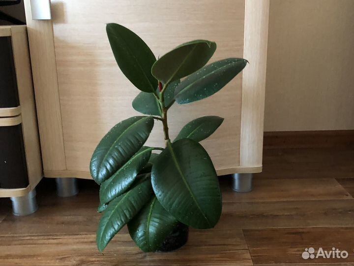 Фикус чистит воздух:) Детёныши фикус