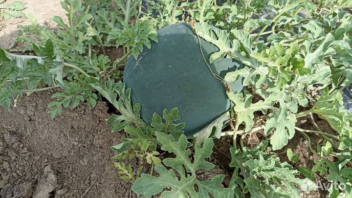 Рассада арбуза и дыни