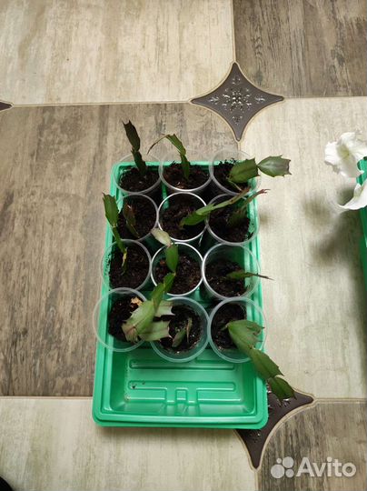 Декабрист шлюмбергера сортовые