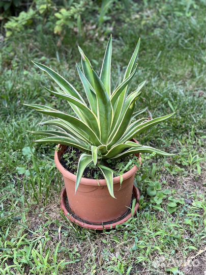 Агавы шикарные в горшке
