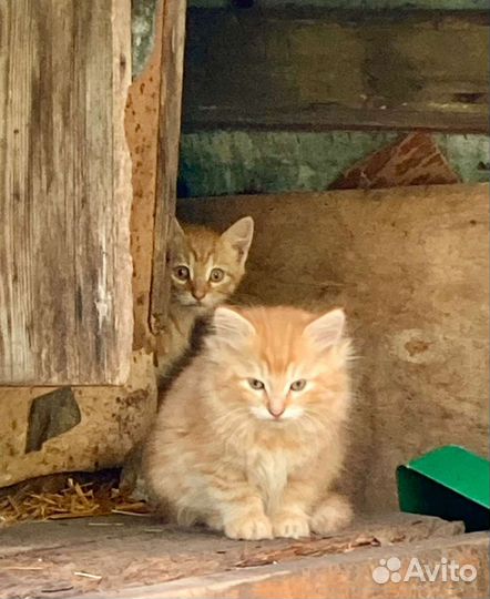 Котята в добрые руки