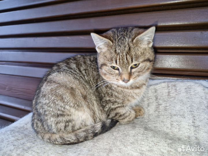 Котенок в добрые руки 3 месяца девочка тигрик