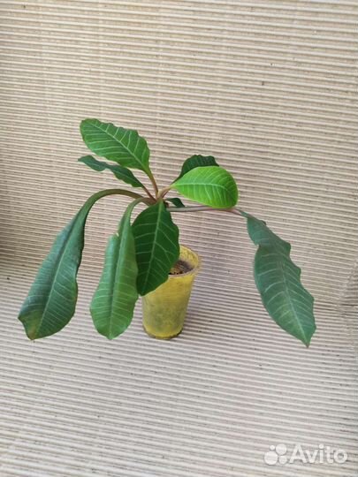 Молочай беложильчатый