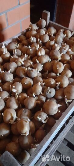 Семенной картофель коломба