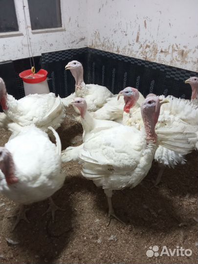 Индюки биг 6