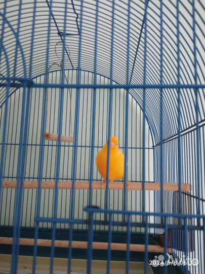 Кенара и канарейки