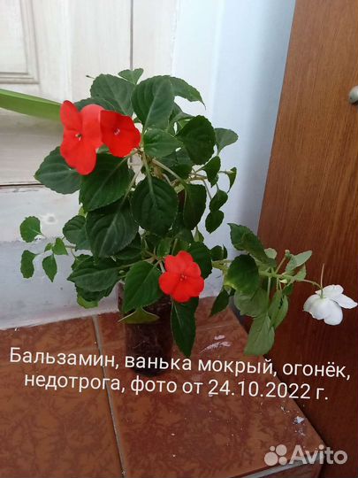 Сбор комнатных растений