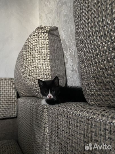 Котенок в добрые руки