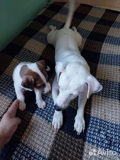 Кабель на вязку, на случку