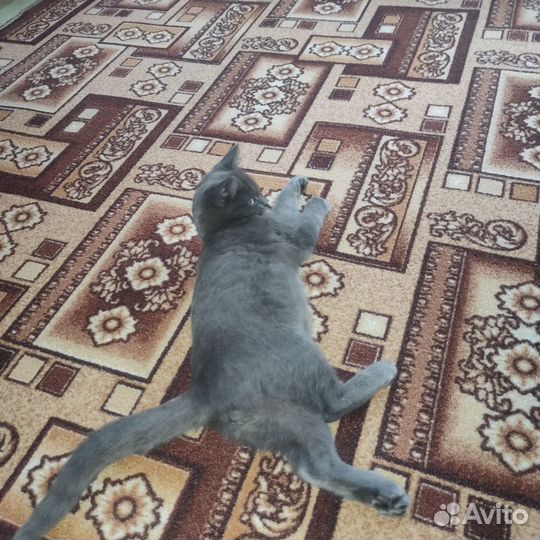 Кот в добрые руки