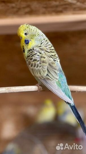 Попугаи ввп чехи