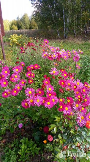 Бадан, мак и другие растения