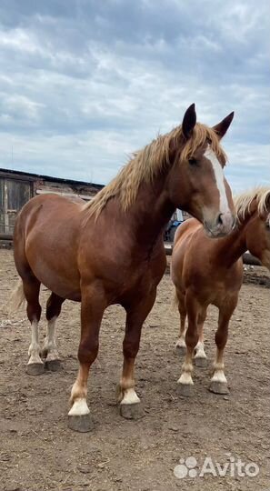 Жеребцы тяжеловозы