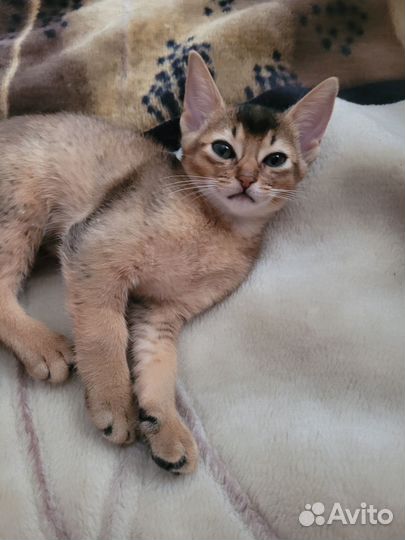 Абесинские котята
