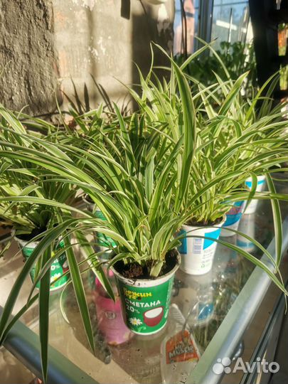 Хлорофитум