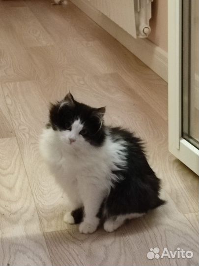 Котенок подросток девочка в добрые руки