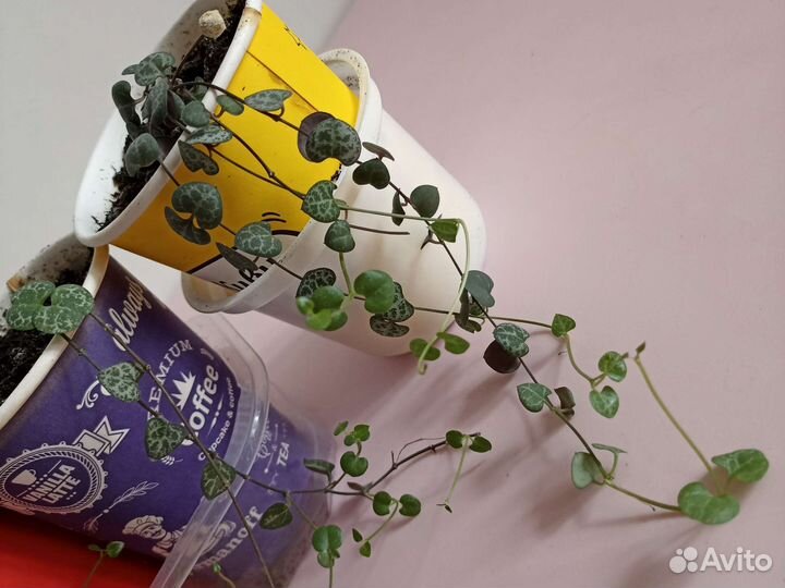 Церопегия Вуда саженцы кустики