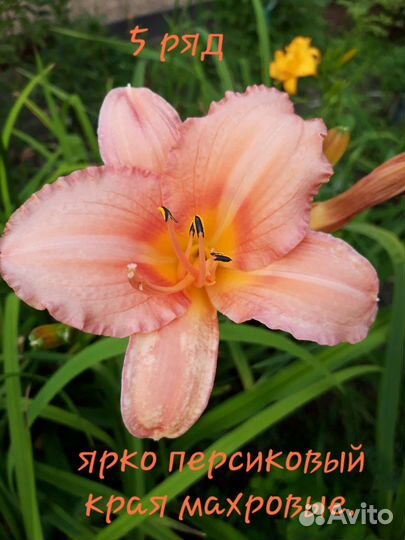 Лилейники сортовые