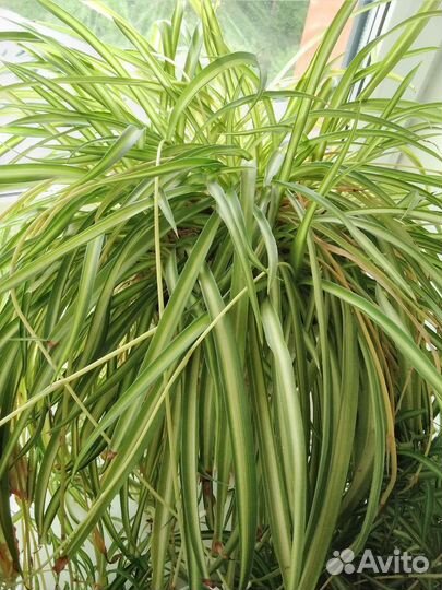 Хлорофитум детки