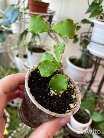 Хойи и сансивьерии