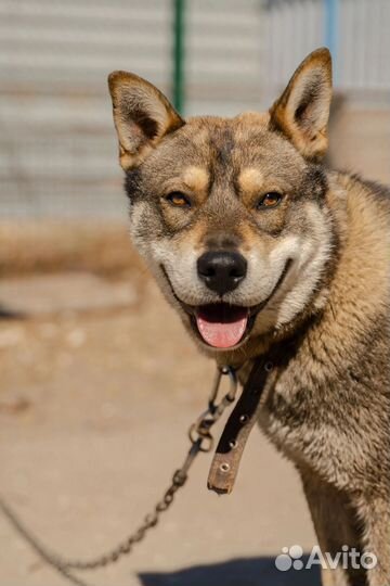 Метис Акиты