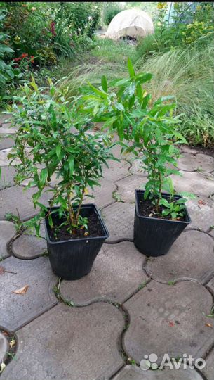 Гранат уличный плодовый