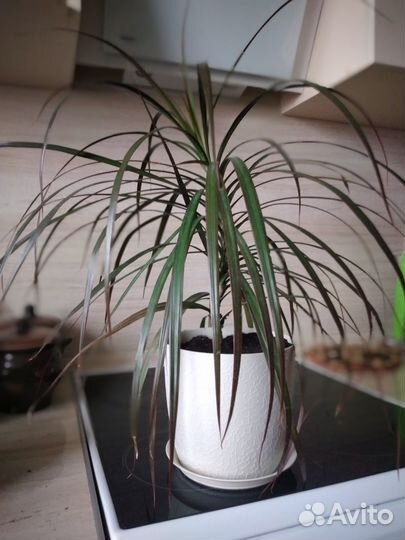 Пальма драцена