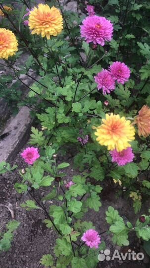 Хризантемы