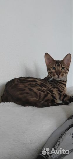 Бенгальская кошка