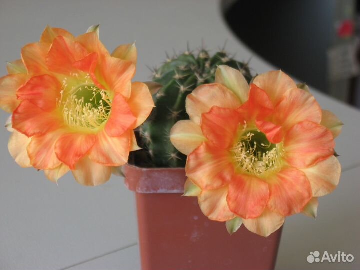 Кактусы echinopsis hybrid (детки)