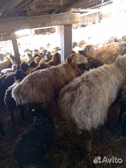 Овцы, бараны, ярки