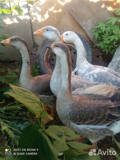 Гуси Серый крупный