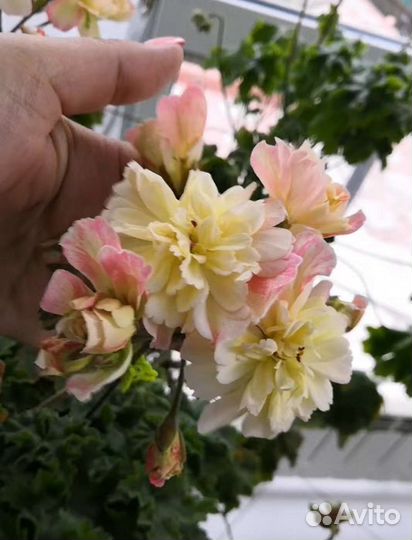 Пеларгония Rushmoor Zambezi