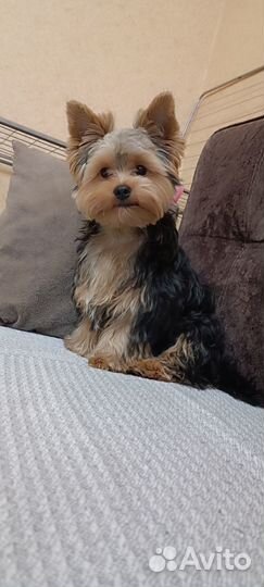 Вязка. Йоркширский терьер мальчик