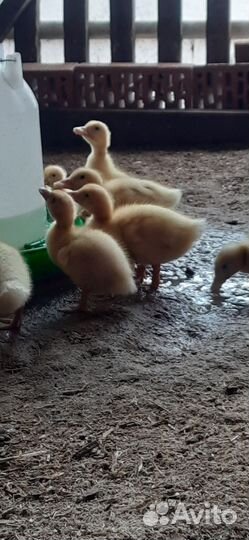 Утята стар 53 и Агидель