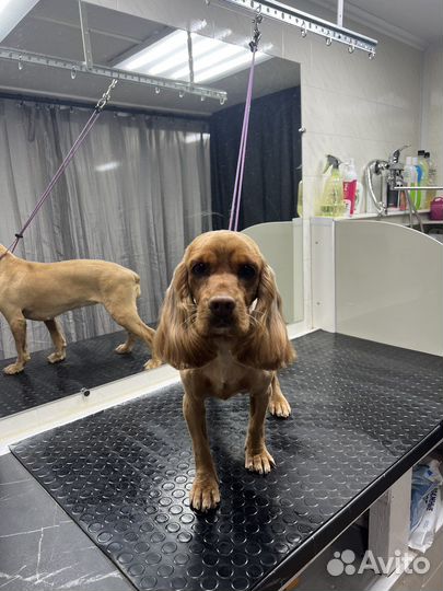 Услуги грумера