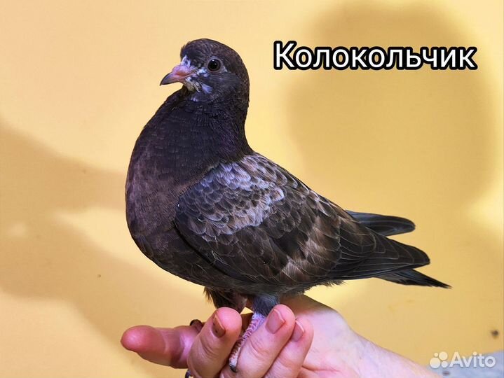 Голуби ручные комнатные