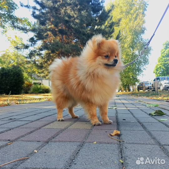 Щенок шпица