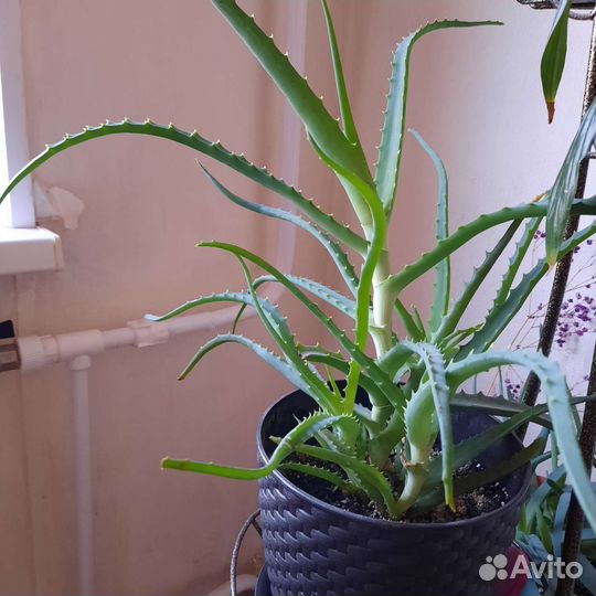 Алоэ столетник