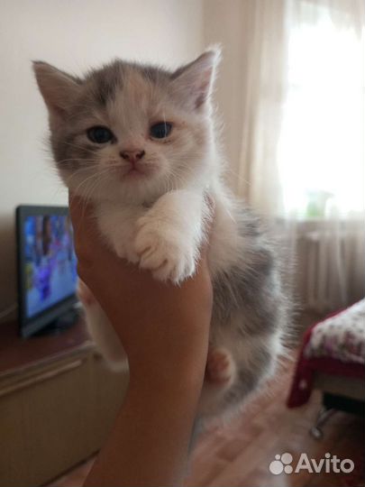 Кошка только в добрые руки