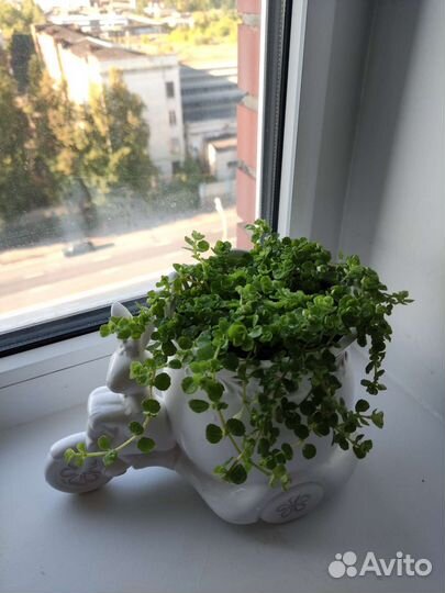 Пилея прижатая(pilea depressa)