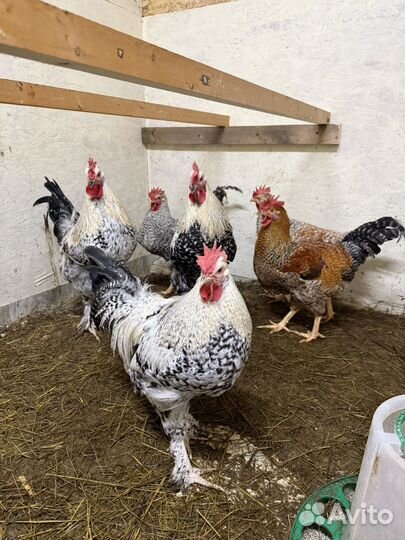 Петух легбар, билефельдер