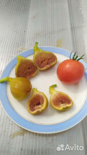 Инжир с плодами
