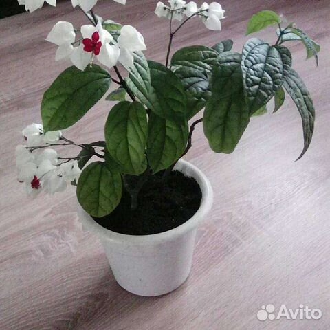 Клеродендрум