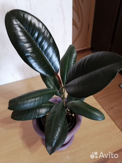 Бегонии королевские.Фикус Черный принц