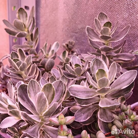 Крассула черенки