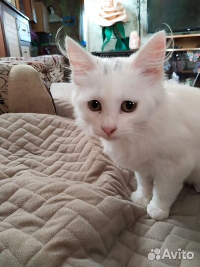 Отдам котенка в добрые руки